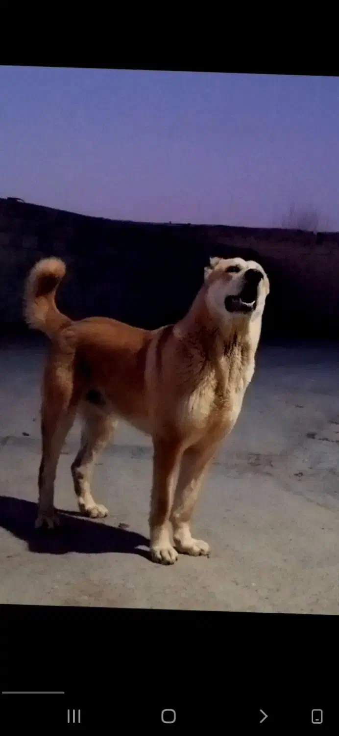 واگذاری سگ|سگ|چاپشلو, |دیوار