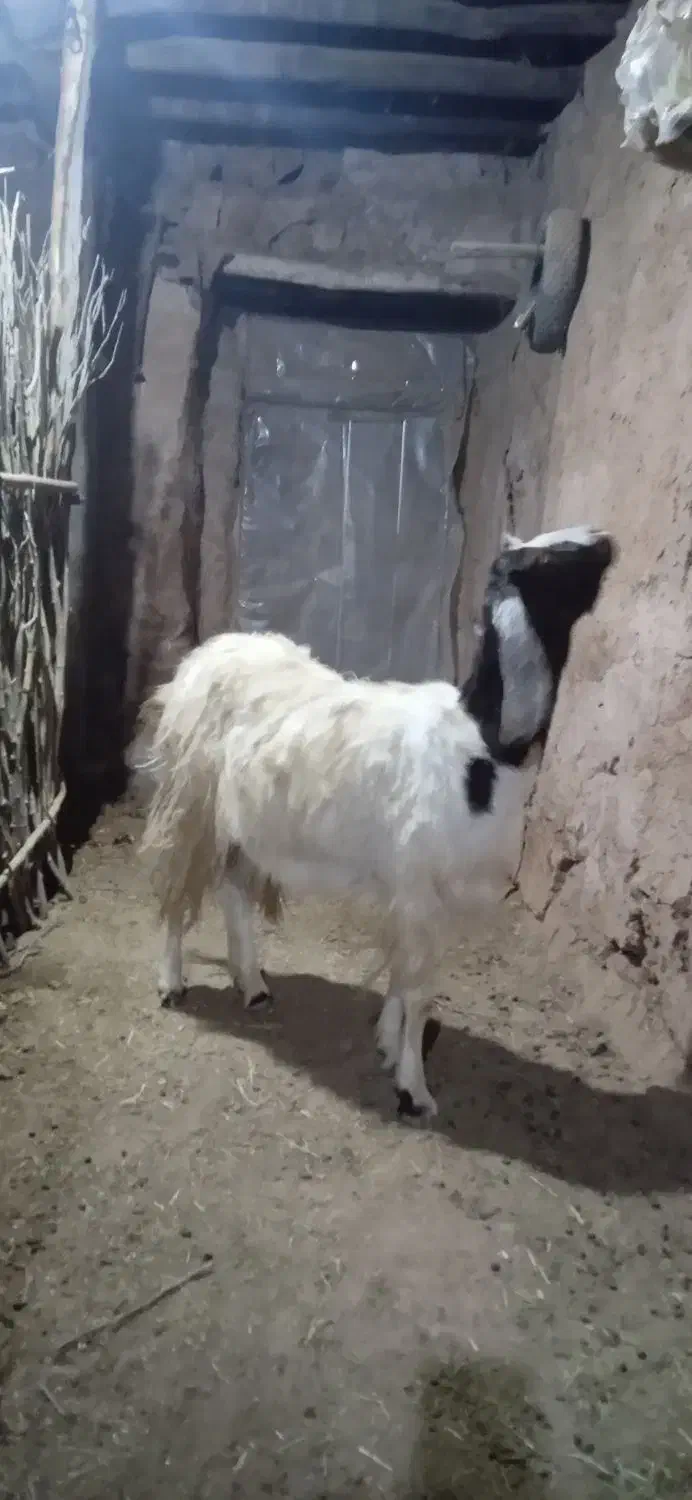 قربانی کردن بز|حیوانات مزرعه|بناب, |دیوار