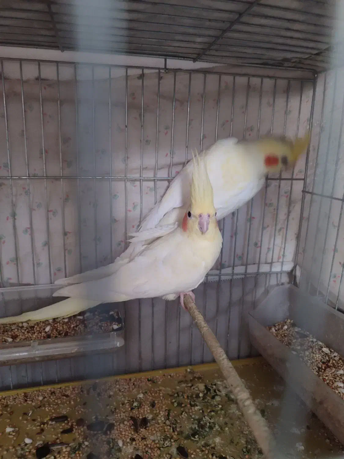 عروس هلندی 3 ماهه|پرنده|تبریز, |دیوار