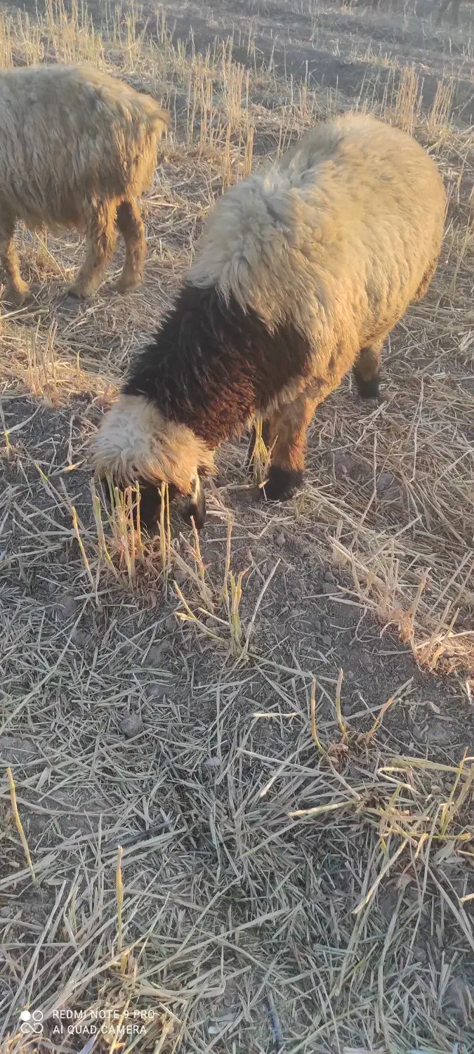 بره قوچی چاق|حیوانات مزرعه|مرودشت, ثبت احوال|دیوار