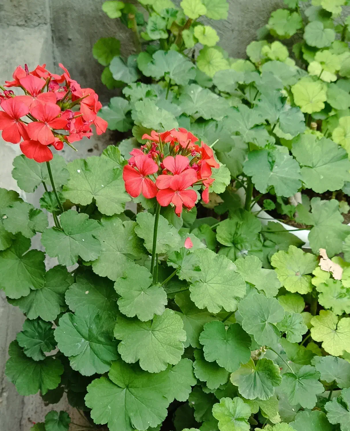 شمعدانی|صنایع دستی و سایر لوازم تزئینی|کنگاور, |دیوار