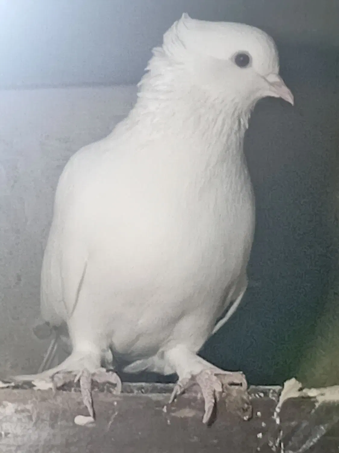 کبوتر|پرنده|محمدشهر, جعفرآباد|دیوار