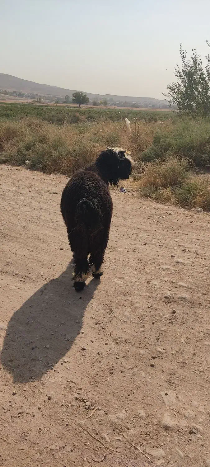 فروش کوه قوچ اصل بختیاری ذات وجنس دار|حیوانات مزرعه|شیراز, میانرود|دیوار