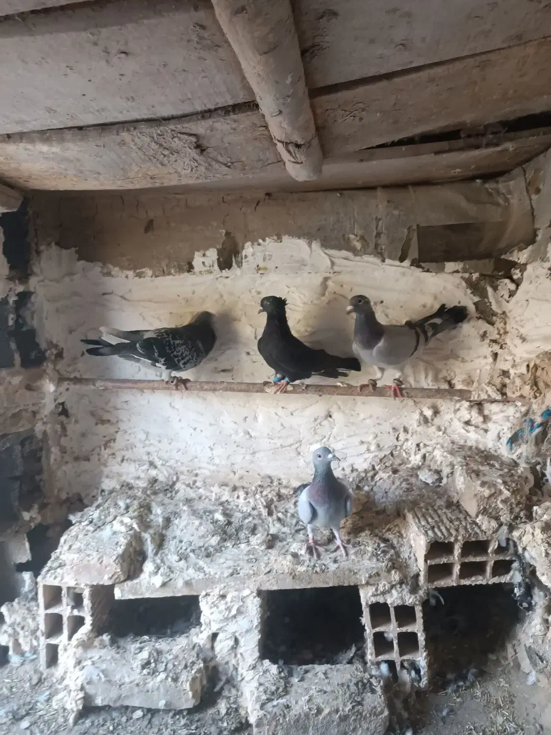 کبوتر پرشی|پرنده|جغتای, |دیوار