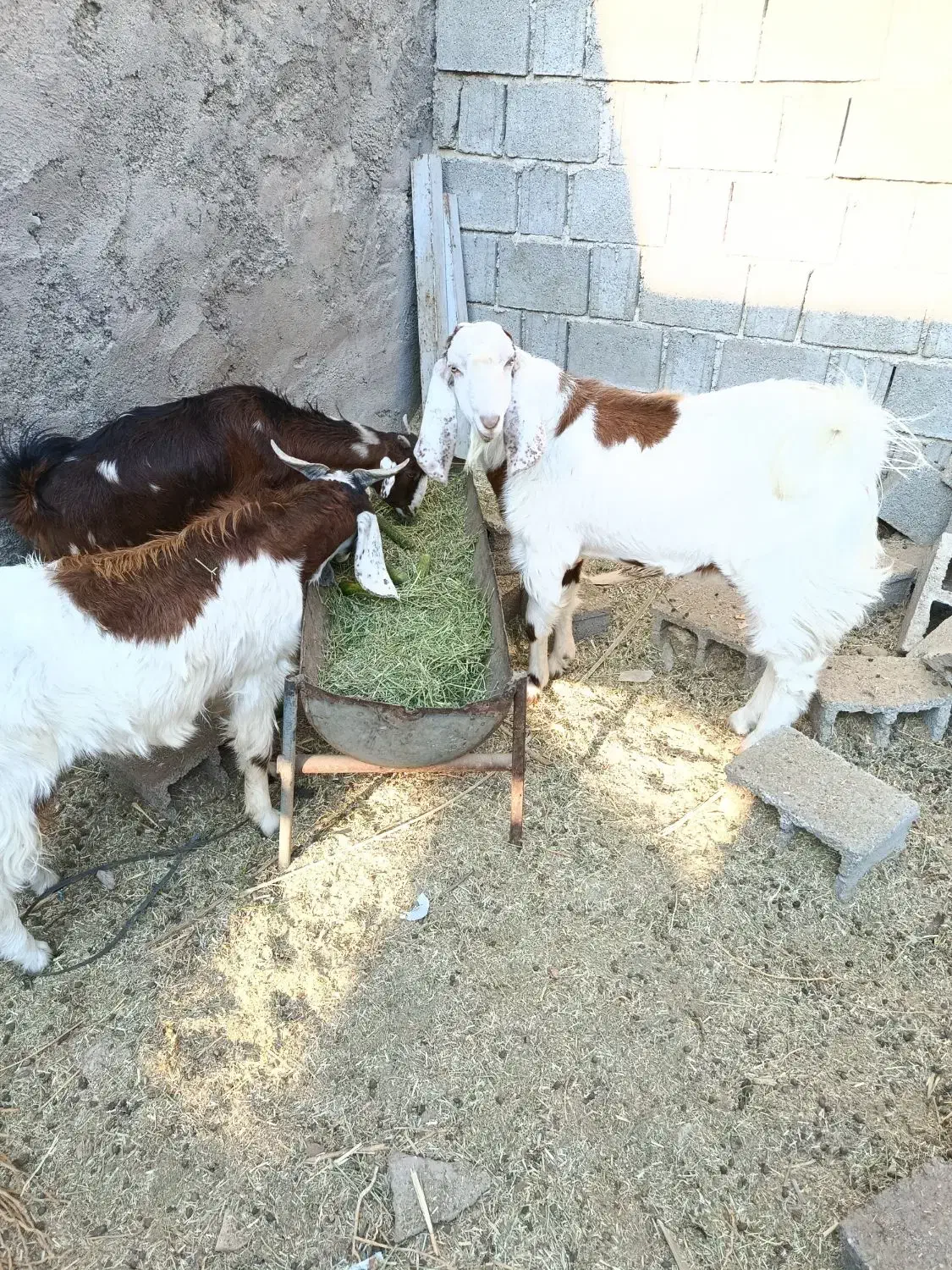 فروش دو عدد کهره نر یکی ماده|حیوانات مزرعه|بوشکان, |دیوار