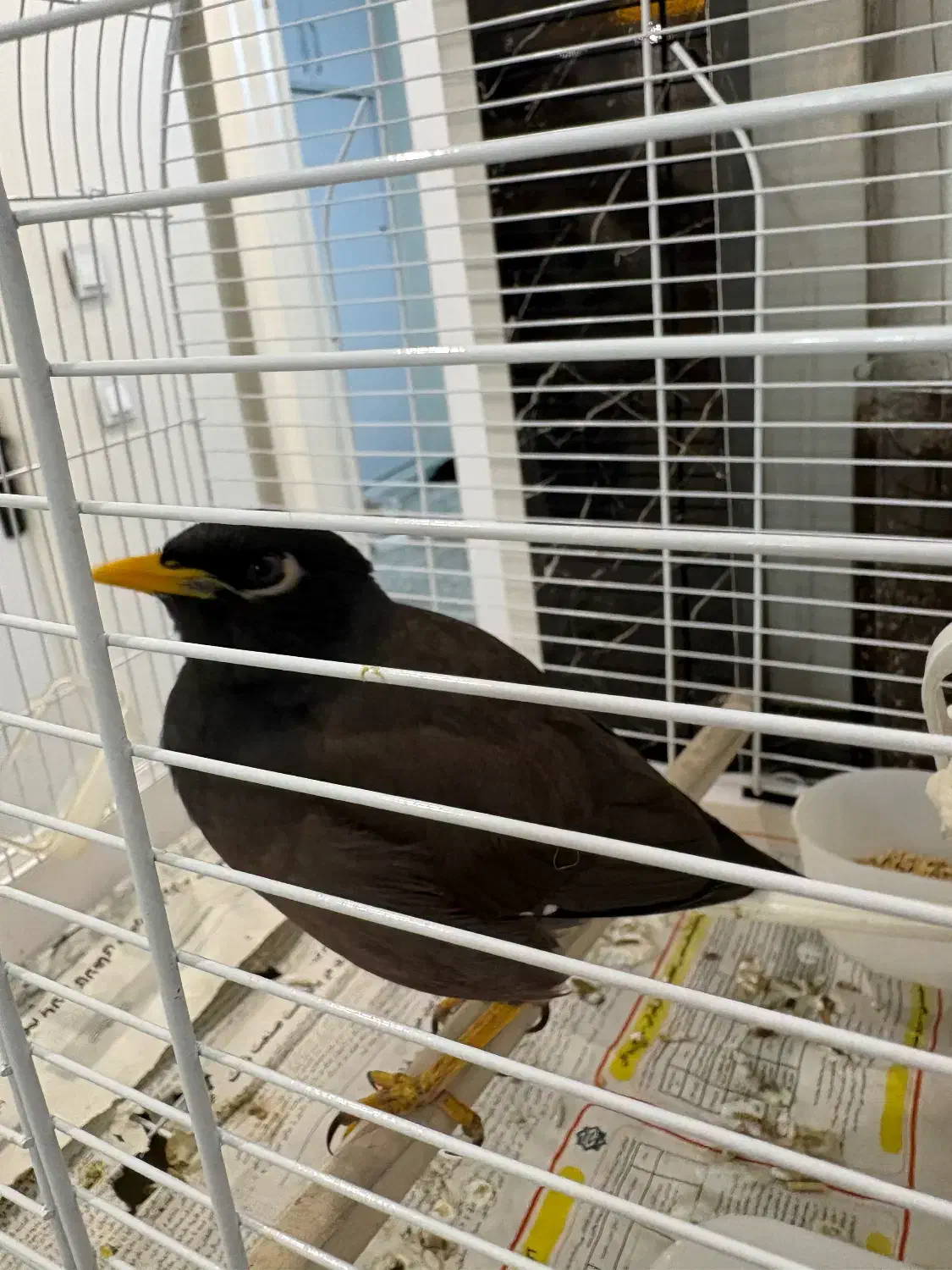 پرنده مینا|پرنده|تهران, فدک|دیوار