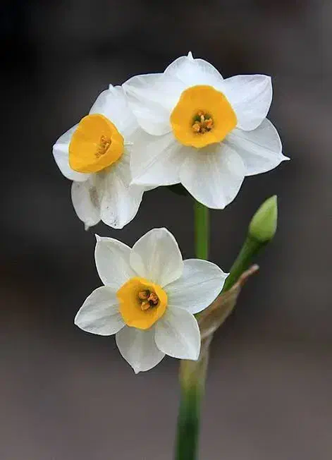 پیاز گل نرگس درجه یک|گل و گیاه طبیعی|بیرجند, |دیوار