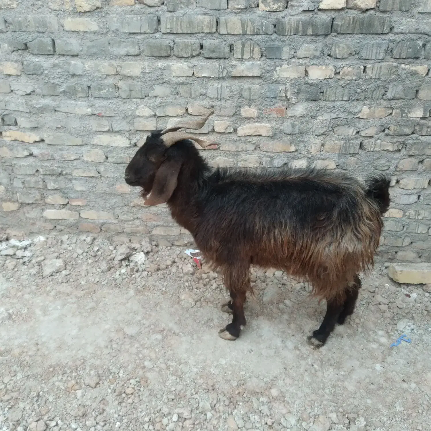 فروش یک عددبز دورگ|حیوانات مزرعه|یزد, |دیوار