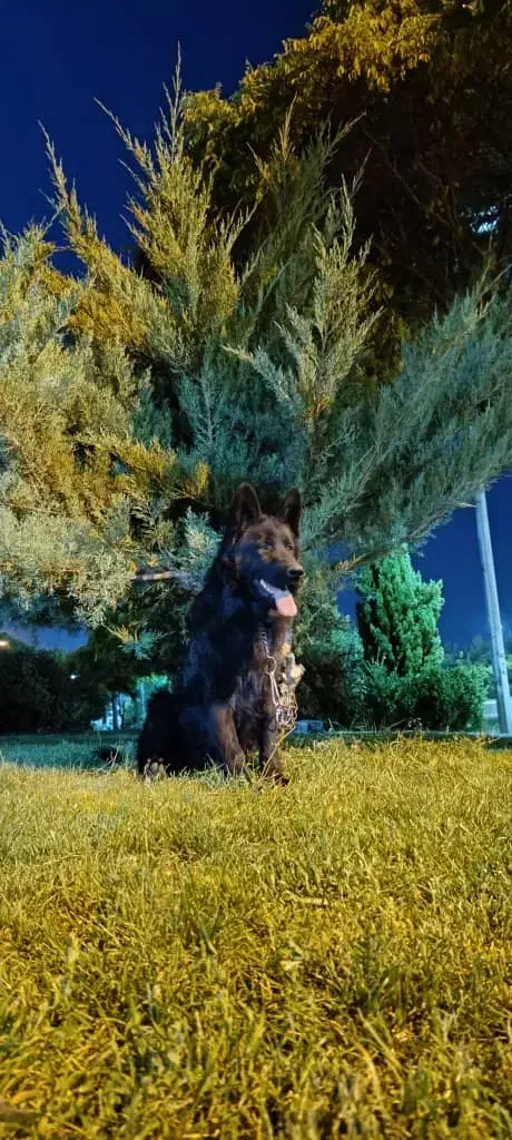 واگذاری رایگان|سگ|آباده, |دیوار