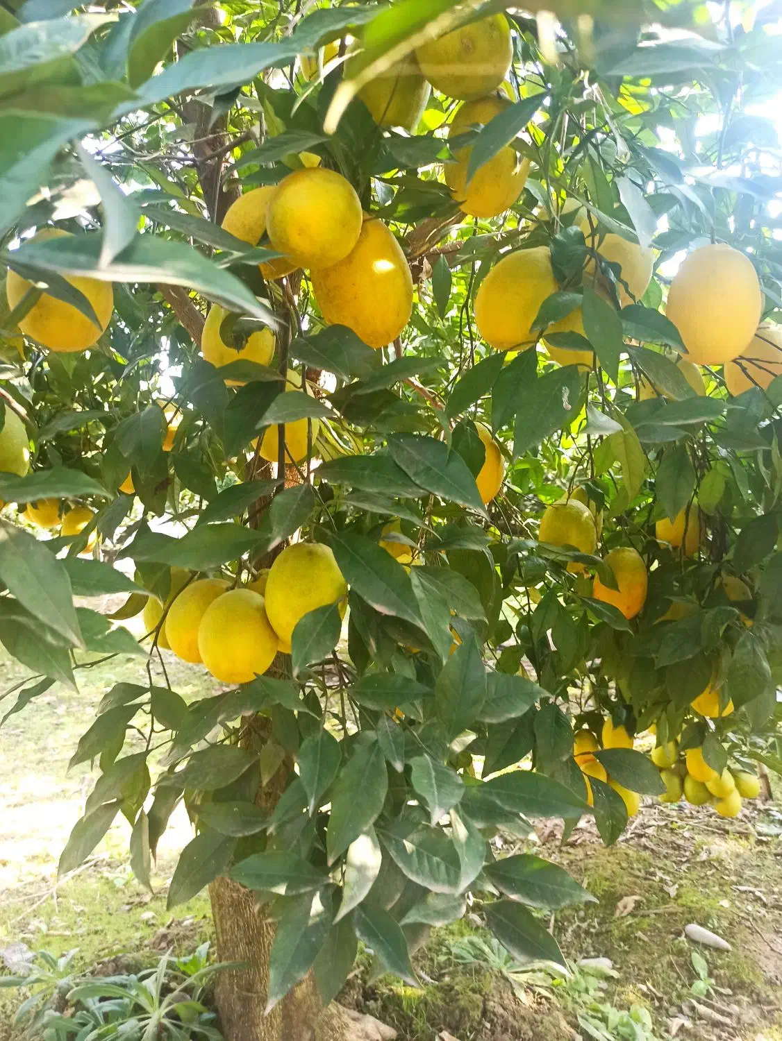 فروش پرتقال تامسون خونی درشت|عمده‌فروشی|قائم‌شهر, |دیوار