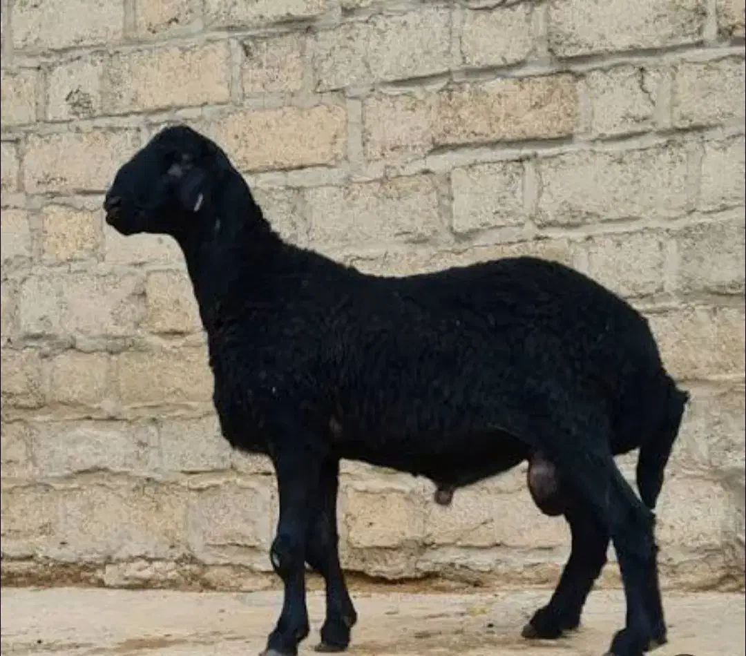 قصاب|خدمات پذیرایی، مراسم|نسیم‌شهر, |دیوار