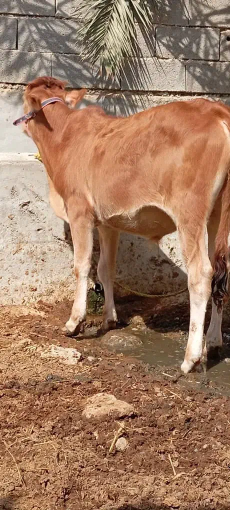گوساله نر در رامهرمز|حیوانات مزرعه|اهواز, ۳۰ متری|دیوار