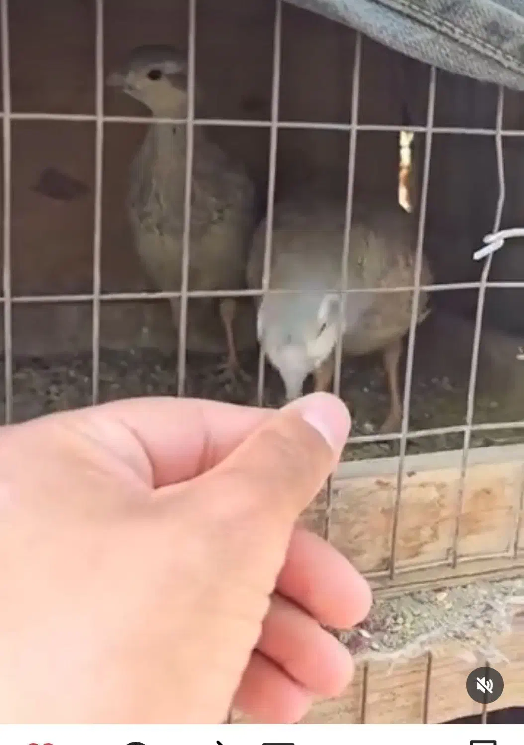 پرنده|پرنده|کرمان, |دیوار