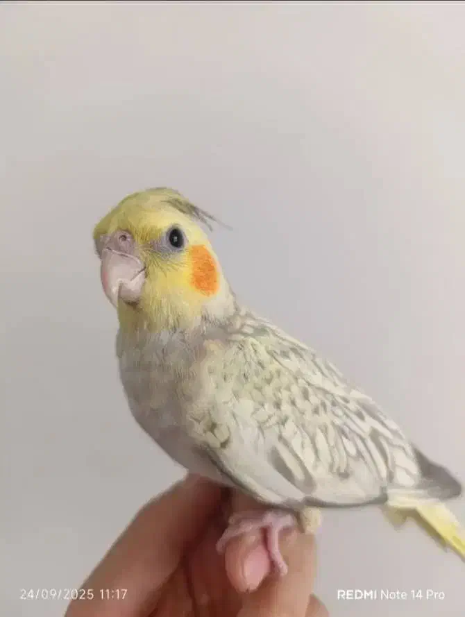 فروش عروس هلندی دستی|پرنده|فولادشهر, B1|دیوار