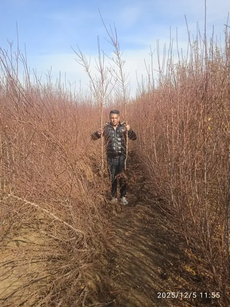 فروش نهال بادام پرسود|خدمات باغبانی و درختکاری|کرمان, |دیوار