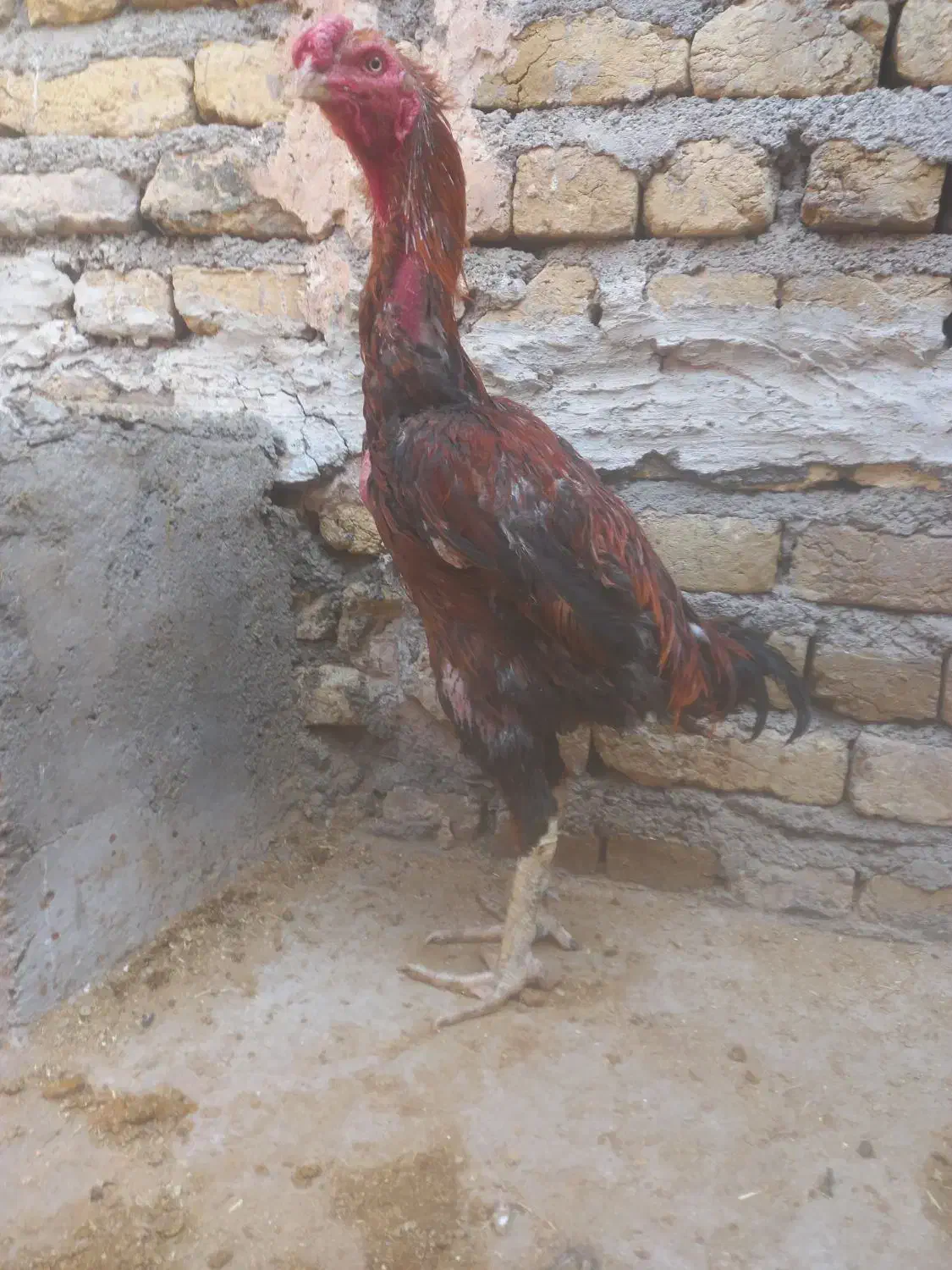 بوقلمون وغاز|حیوانات مزرعه|تربتحیدریه, پایانه مسافربری تربت حیدریه|دیوار