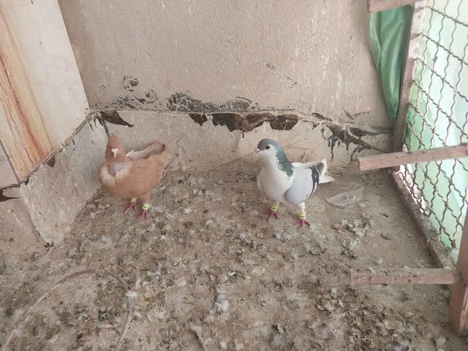 کفتر|پرنده|تربت‌حیدریه, شهید بهشتی|دیوار