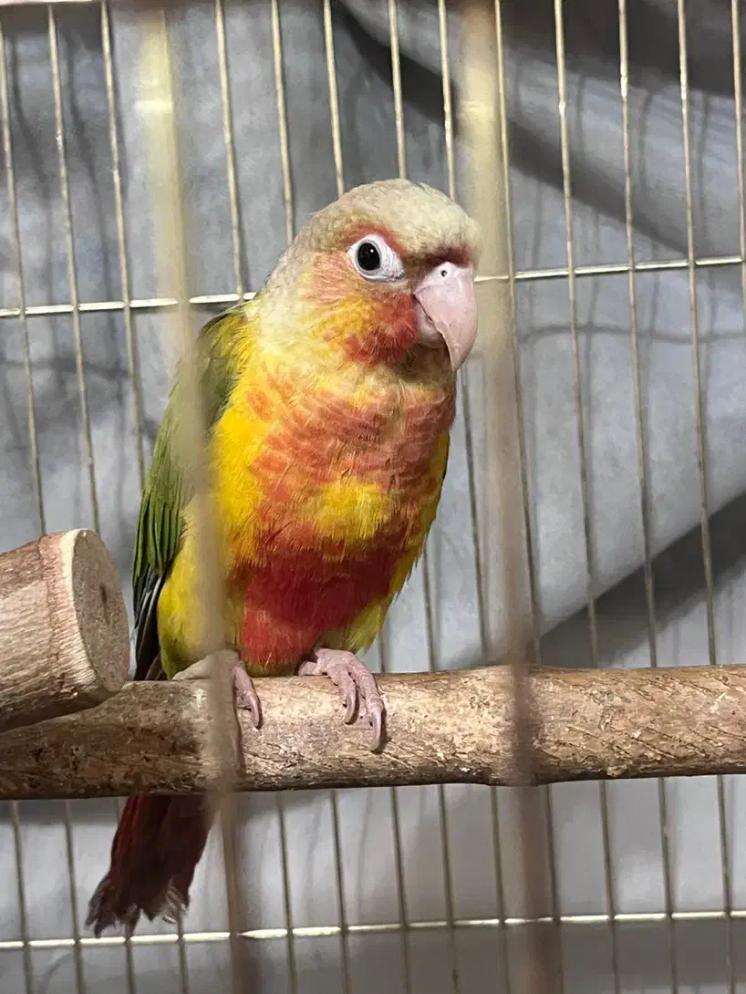 گرینچیک|پرنده|تهران, افسریه جنوبی|دیوار