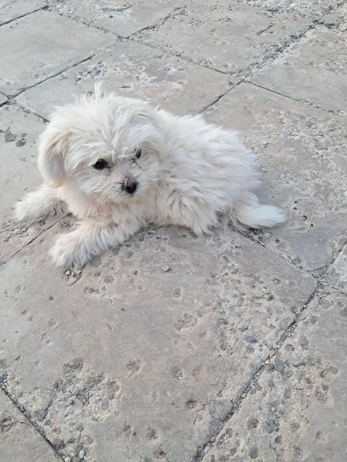 سگ شیتزو|سگ|بم, |دیوار