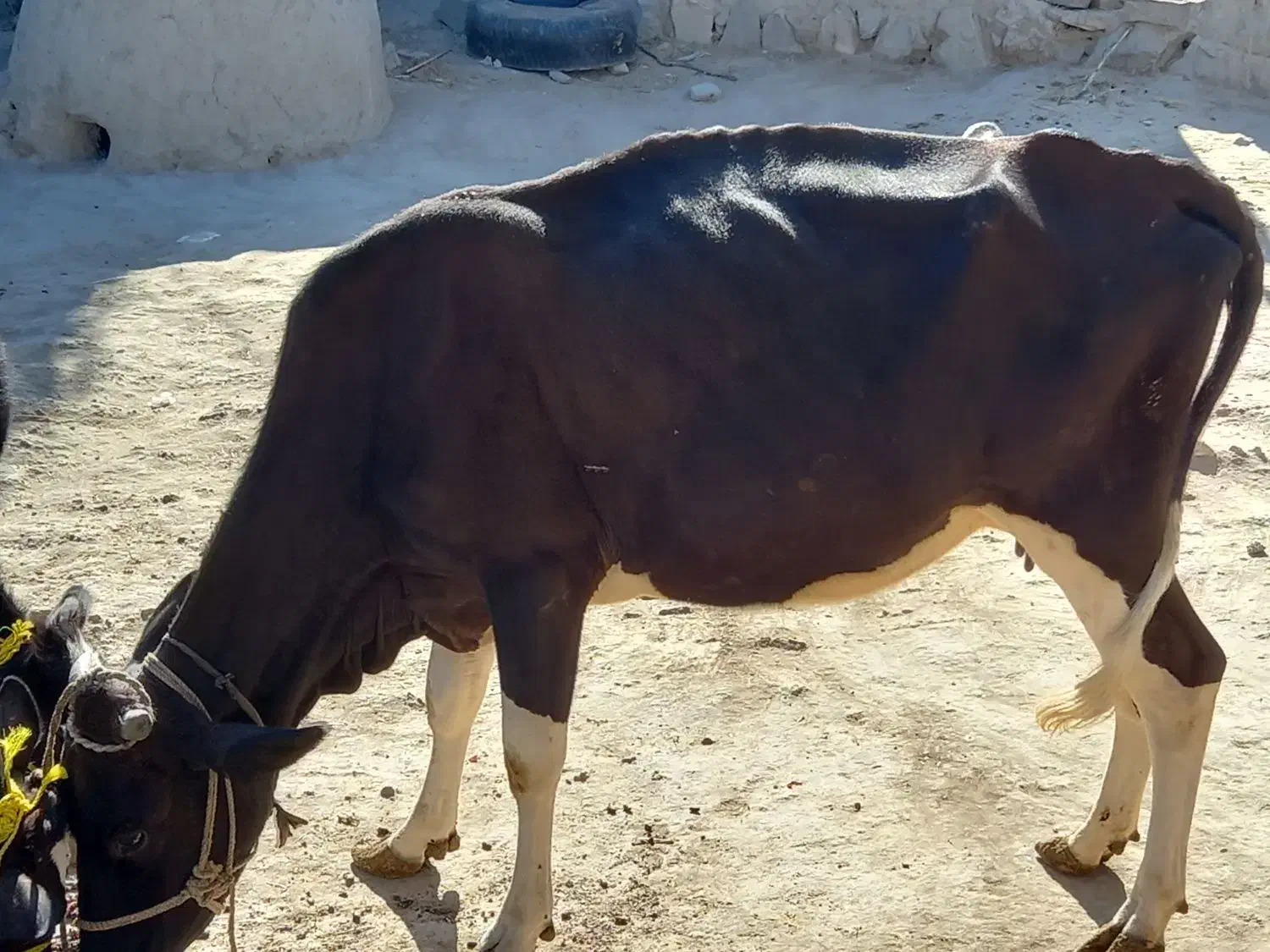 گاوماده وگوساله|حیوانات مزرعه|هیدوچ, |دیوار