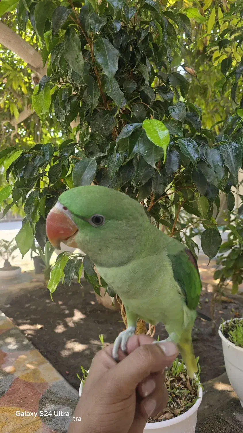 شاه طوطی اسکندر|پرنده|میناب, |دیوار