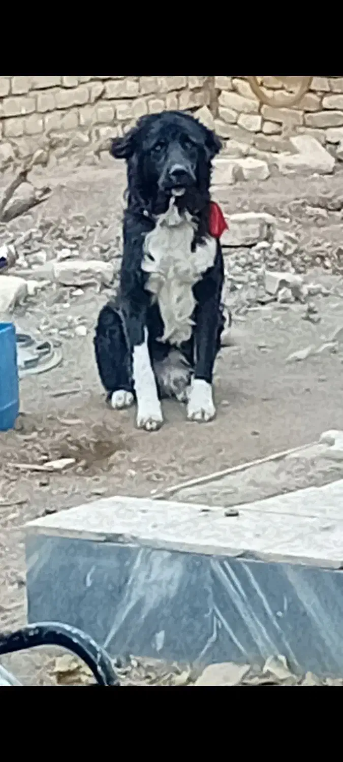 واگذاری نر ۹ ماه|سگ|داران, |دیوار