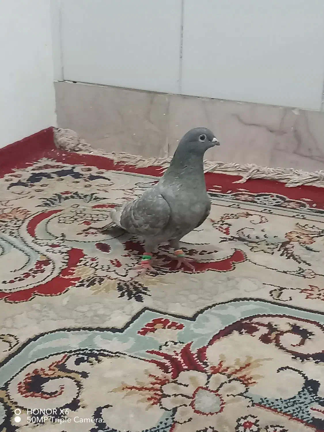 کفتر|پرنده|تربتحیدریه, بی بی حسنیه|دیوار