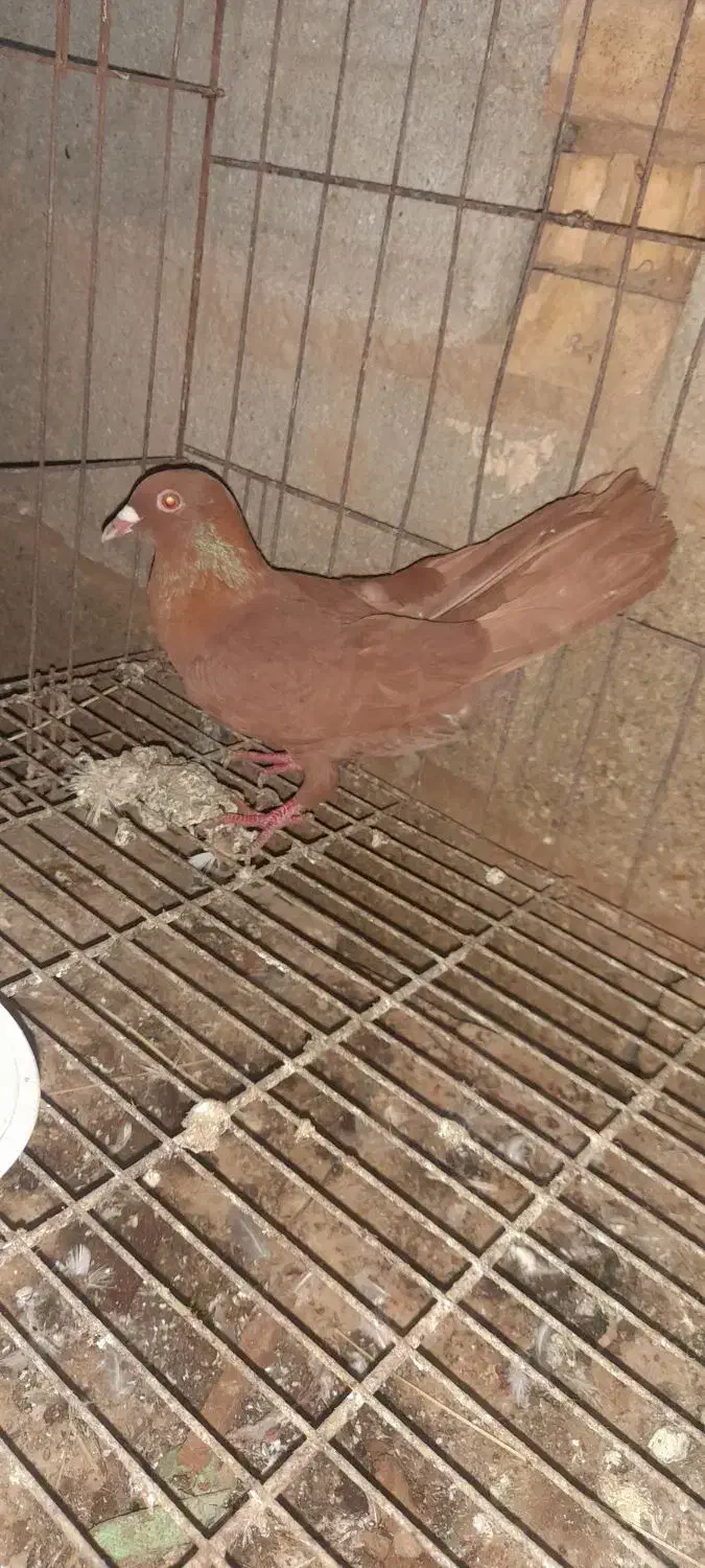 زرد‌‌  سرخ|پرنده|آبادان, |دیوار