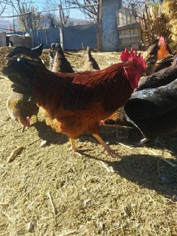 خروس جوان|پرنده|خلخال, |دیوار