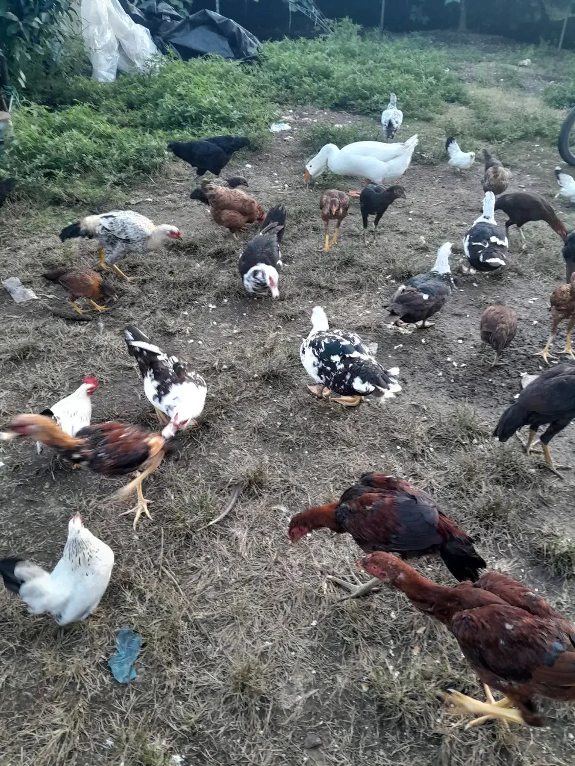 قو غاز مرغ و خروس لاری و ساده قدیمی و اردک اسی|حیوانات مزرعه|لوندویل, |دیوار