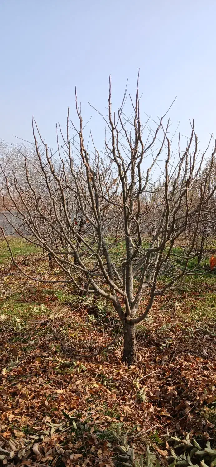 هرس کاری|خدمات باغبانی و درختکاری|نوشین شهر, |دیوار