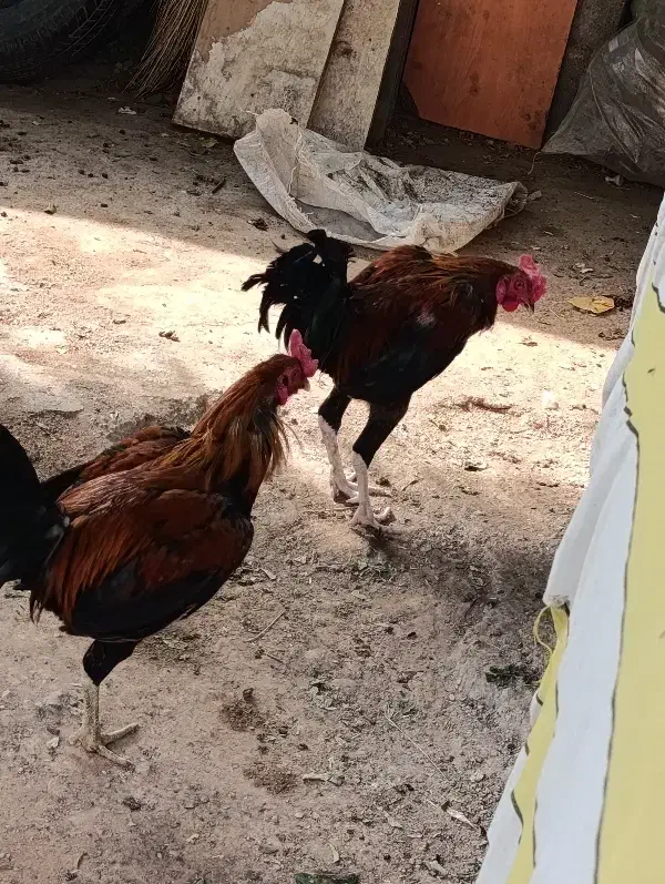 خروس لاری اصیل|حیوانات مزرعه|شوشتر, |دیوار