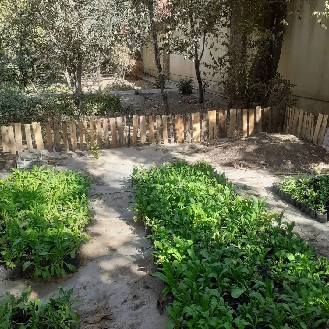 نشا گل|گل و گیاه طبیعی|کرج, حصار سرجوب|دیوار