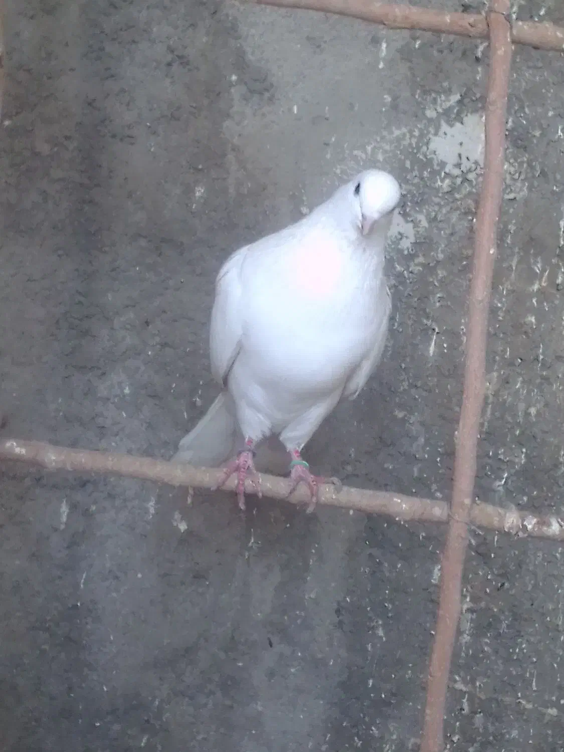 فروش کبوتر توافقی|پرنده|چهارباغ, |دیوار