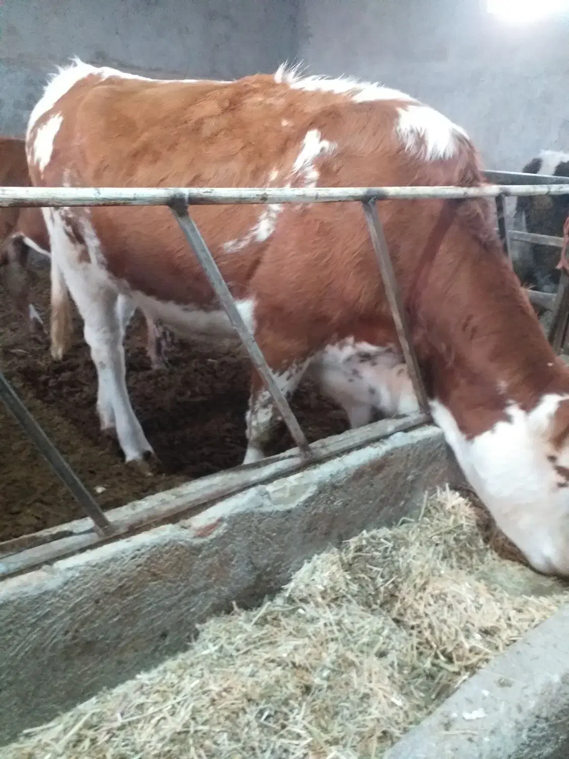 تلیسه سیمینتال آبستن سنگین|حیوانات مزرعه|تاکستان, |دیوار