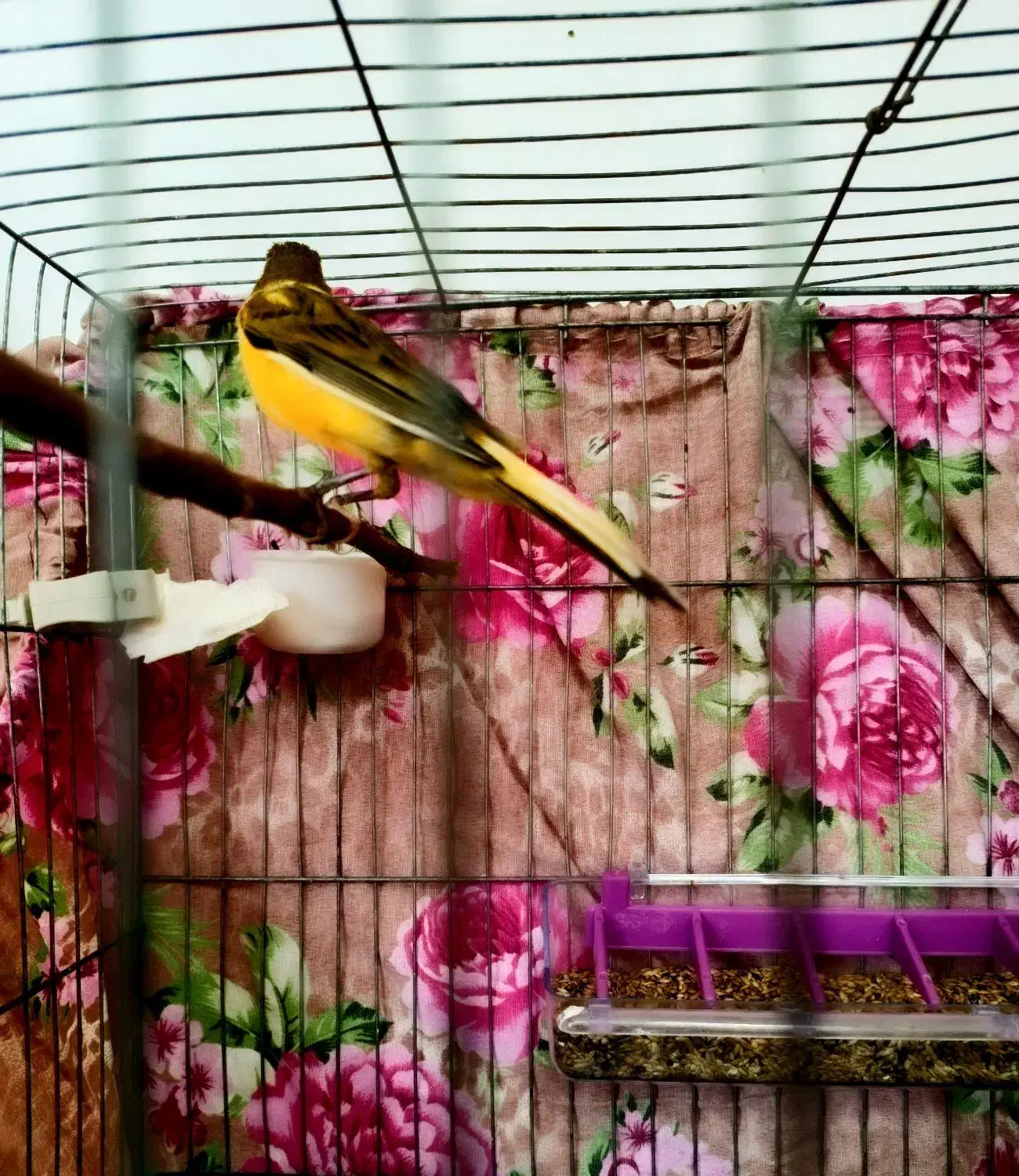 قناری پرتقالی ابلغ قواره داررنگ طبیعی|پرنده|صباشهر, |دیوار