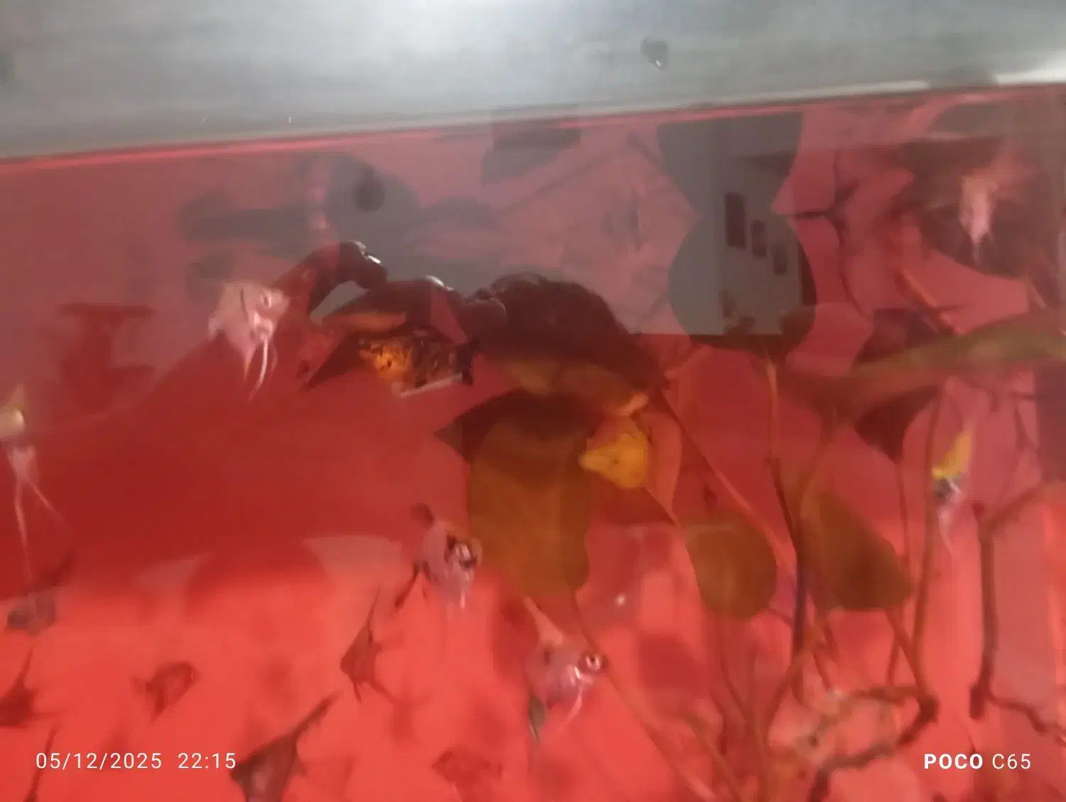 بهترین کیفیت از ما بخواهید|ماهی|هشتگرد, هشتگرد قدیم|دیوار