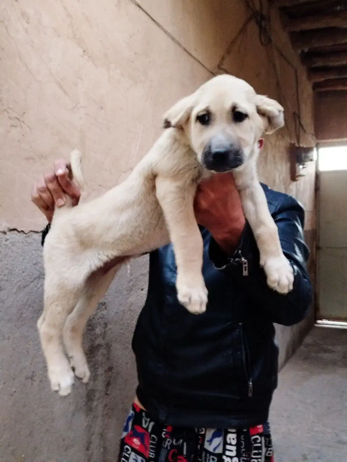 پژدر درجه یک اصل و نسب دار|سگ|قزوین, |دیوار