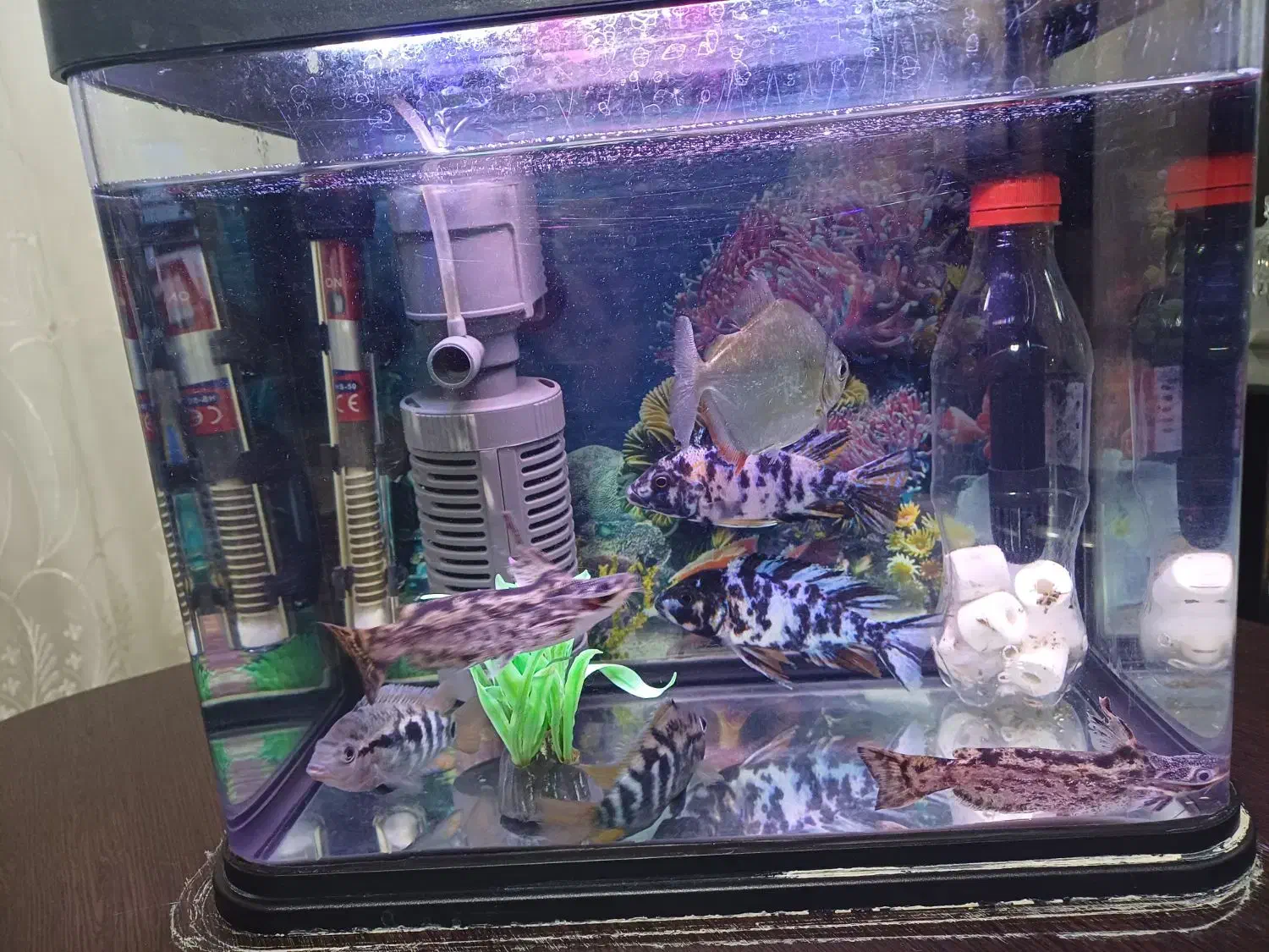 ماهی و آکواریوم|ماهی|ممقان, |دیوار