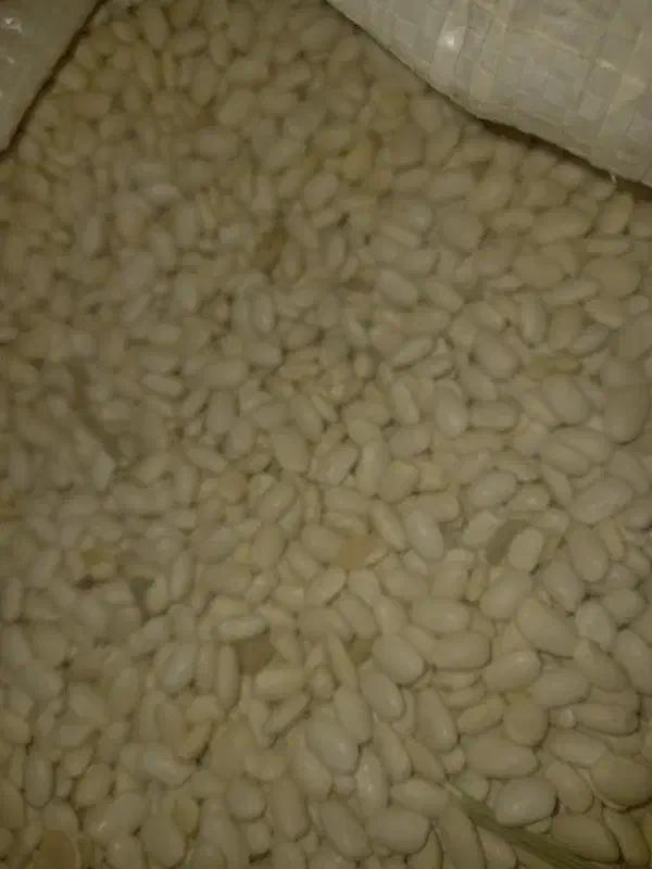 لوبیا سفید و قرمز|خوردنی و آشامیدنی|نوبران, |دیوار