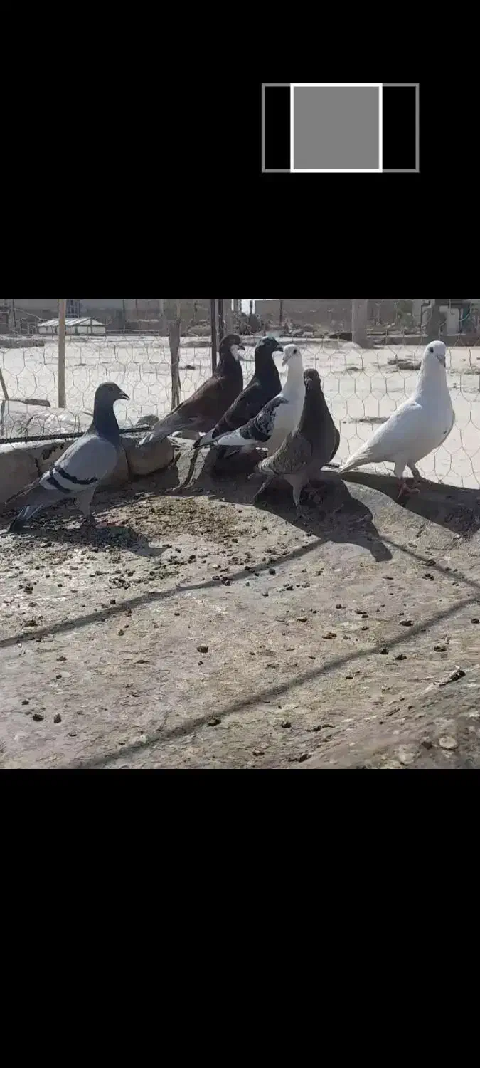 انگشتر طلا کبوتر|جواهرات|زابل, |دیوار