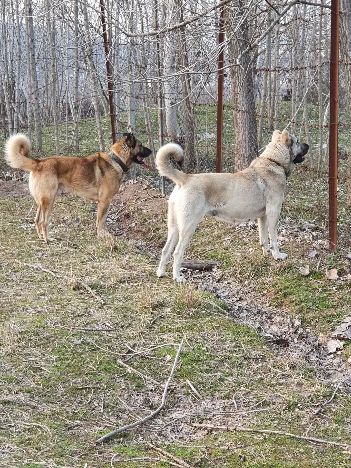 توله های سراب اصیل|سگ|سنگر, |دیوار