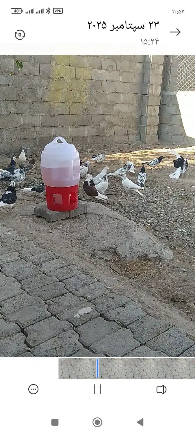 این کفترها روز پنجشنبه دزدیده شدن.،5ملیون مژدگانی.|حیوانات|مرند, |دیوار