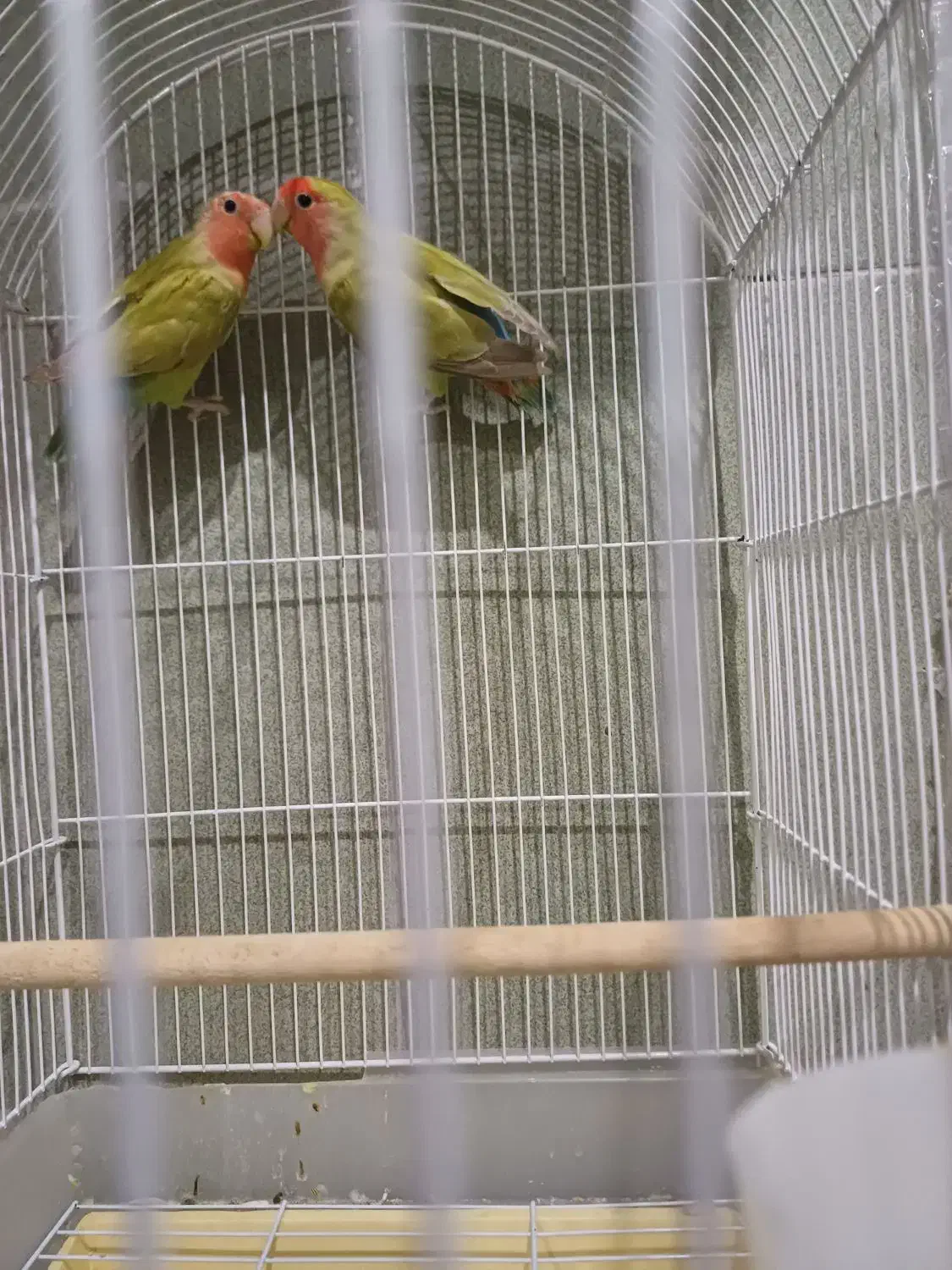 کوتوله برزیلی|پرنده|یزد, |دیوار