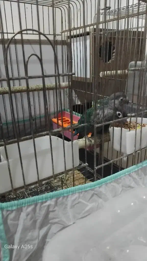 گرینچیک تراکوییس|پرنده|آبادان, |دیوار