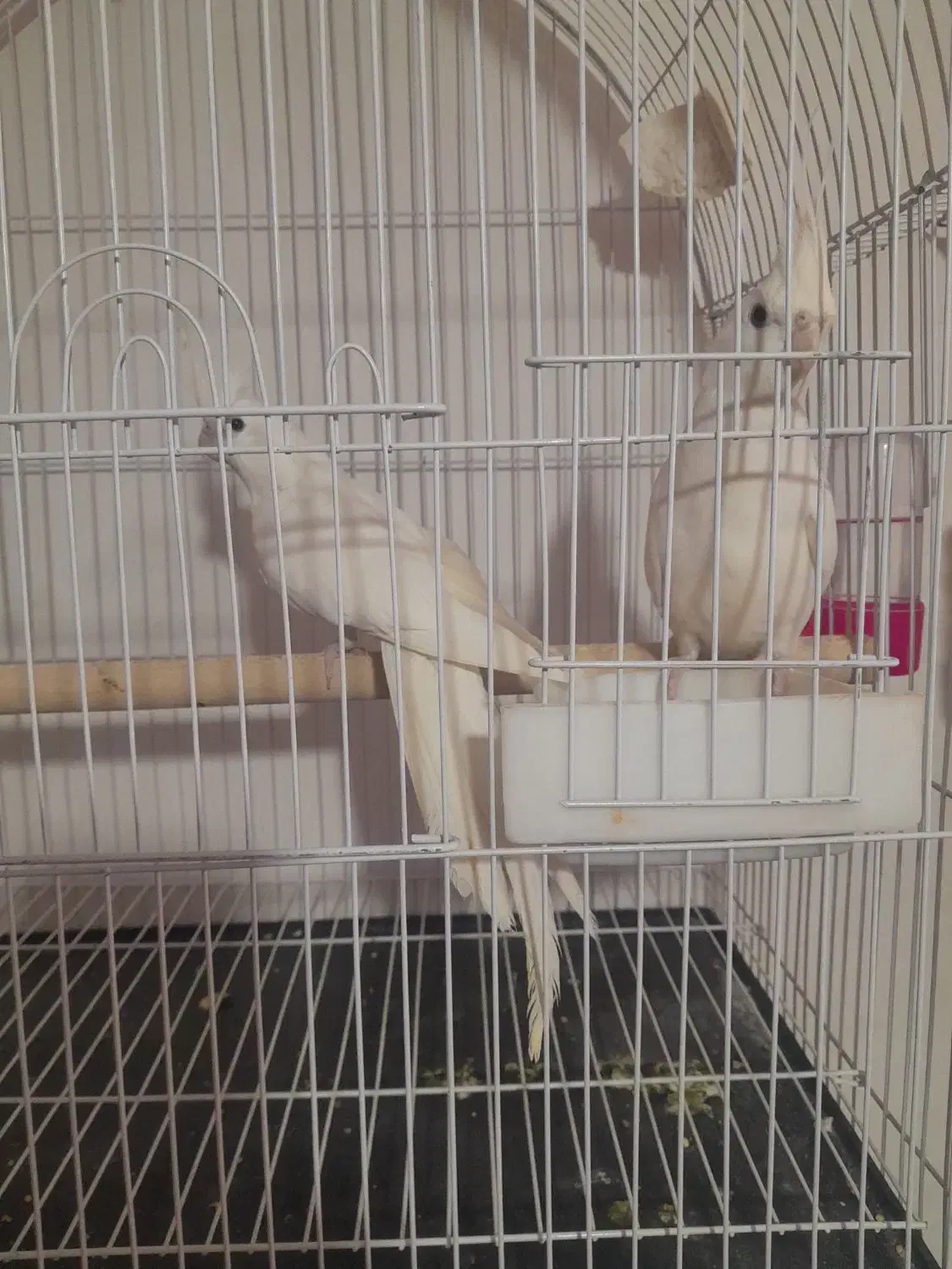 عروس هلندی البینو|پرنده|سلماس, |دیوار