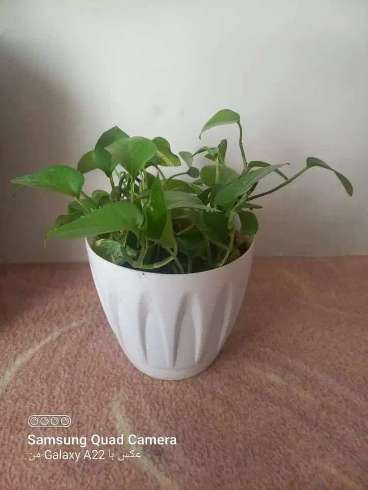 گل وگلدان|گل و گیاه طبیعی|اسلامشهر, ایرین|دیوار