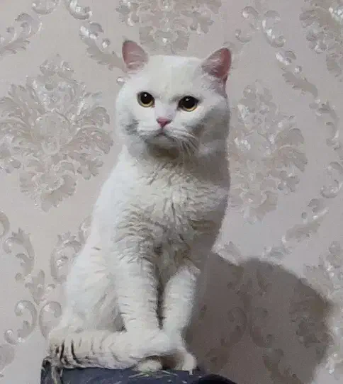 پسر عقیم شده|گربه|گلبهار, شهر جدید گلبهار|دیوار