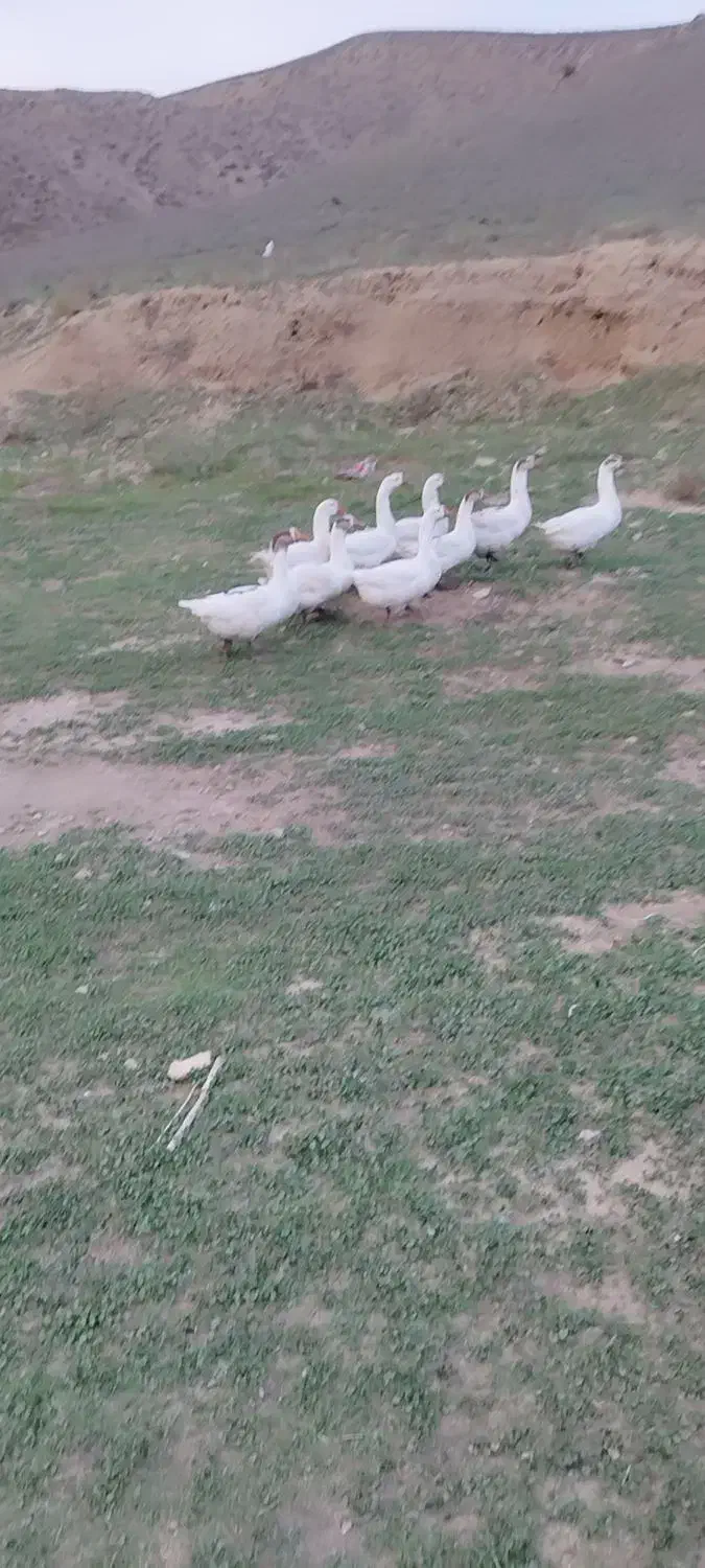 غاز قو|حیوانات مزرعه|بیله سوار, |دیوار