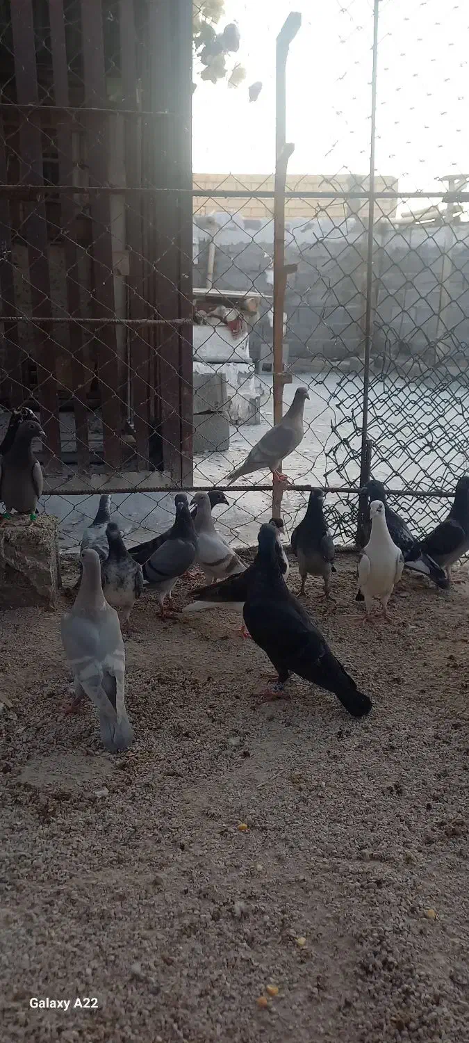 فروش کبوتر|پرنده|برازجان, |دیوار